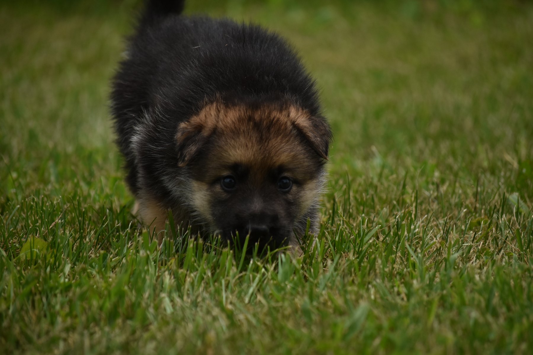 Vice and Virtue Dog Training
