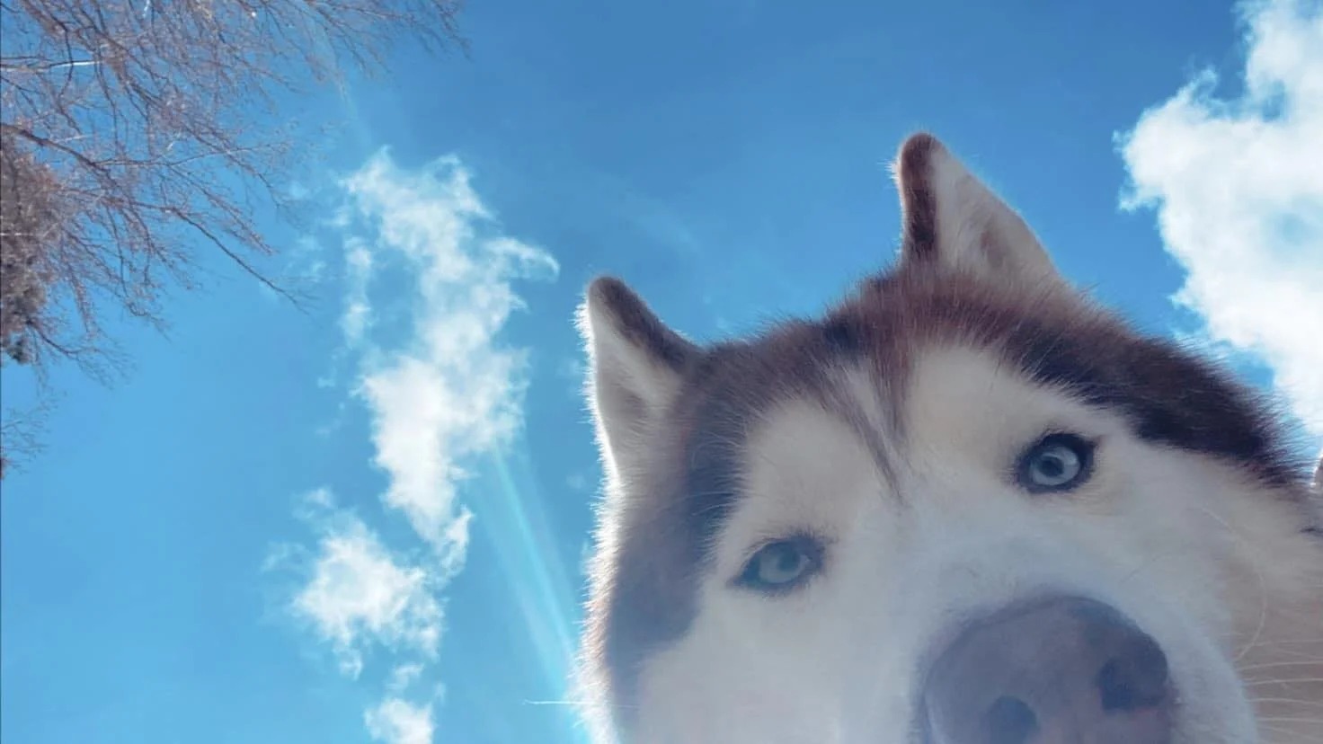 Dog Training By Taylor — dog trainer in Traverse City, MI