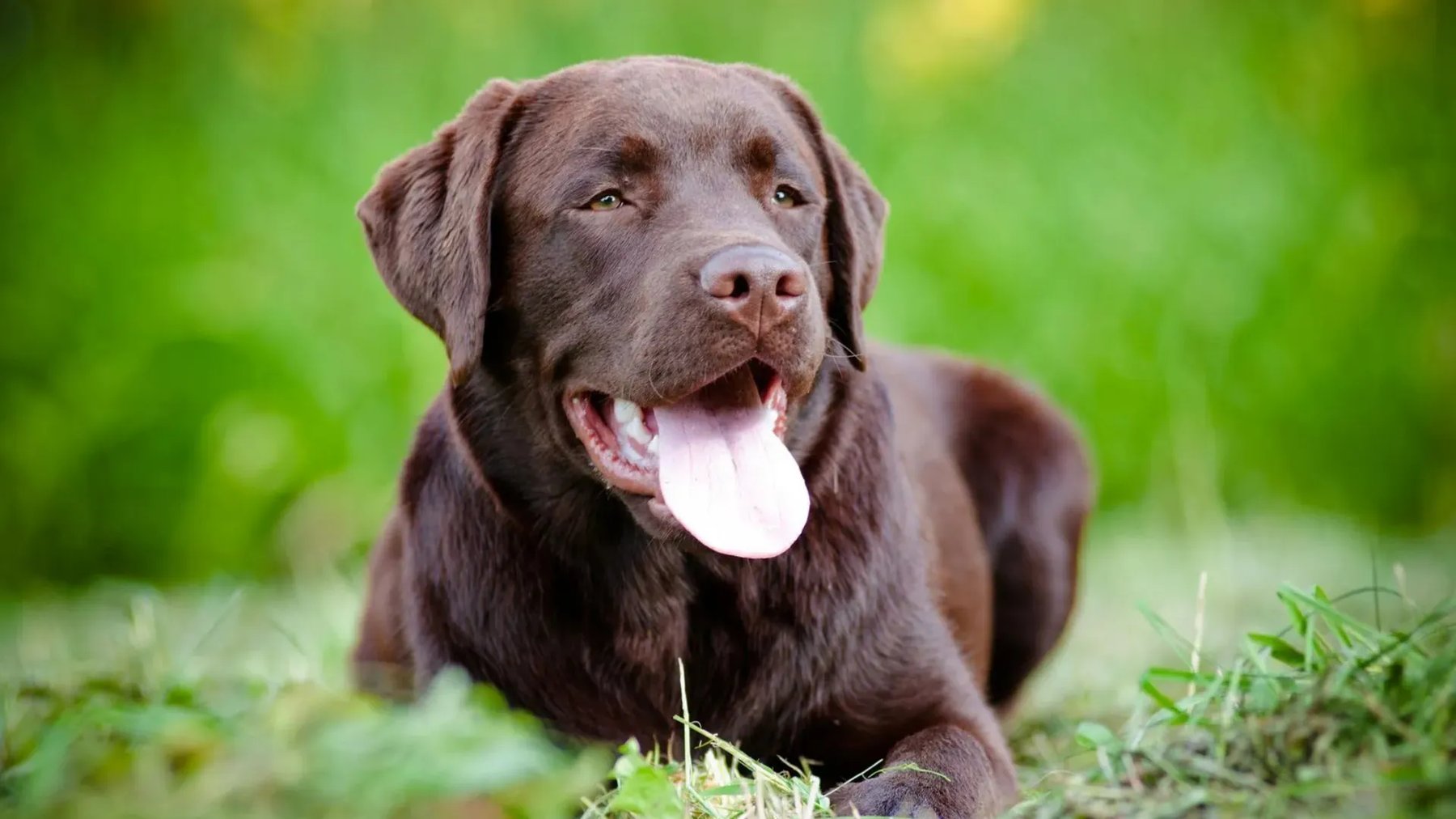 Always Faithful Dog Training of Kansas City MO