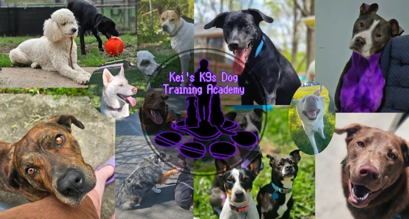 Kei’s K9s Dog Training Academy