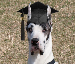 River City Obedience Training