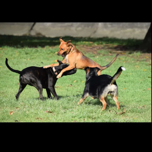 Michael Jackson Dog Training