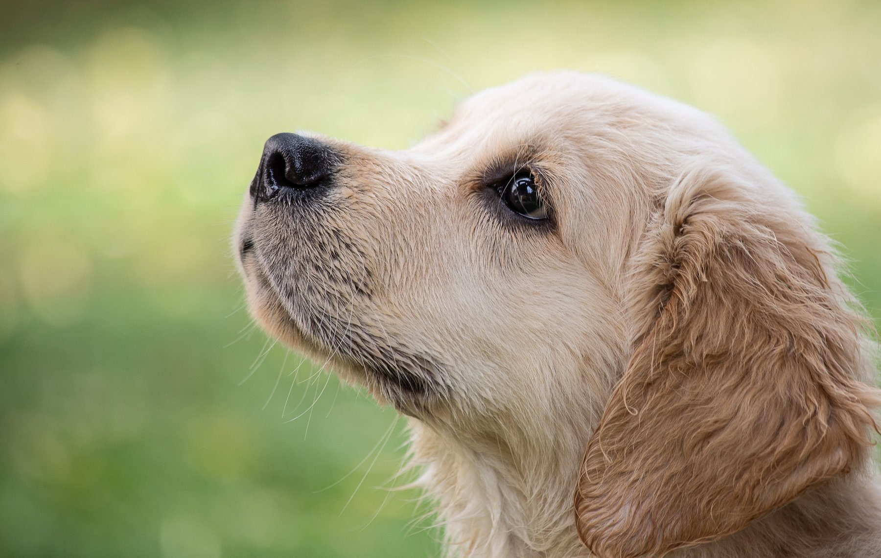 The Puppy Coach Dog Training