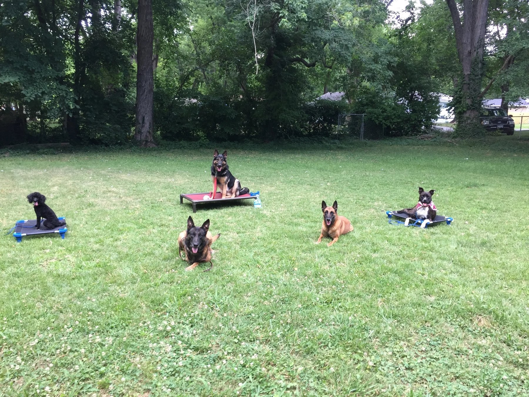 Matty B’s Dog Training