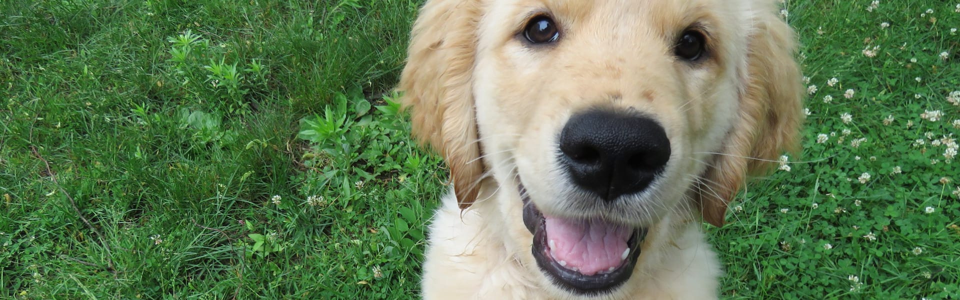 Dog Gone Good Dog Training Inc.