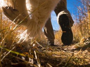 Pavlov Dog Training – Arvada