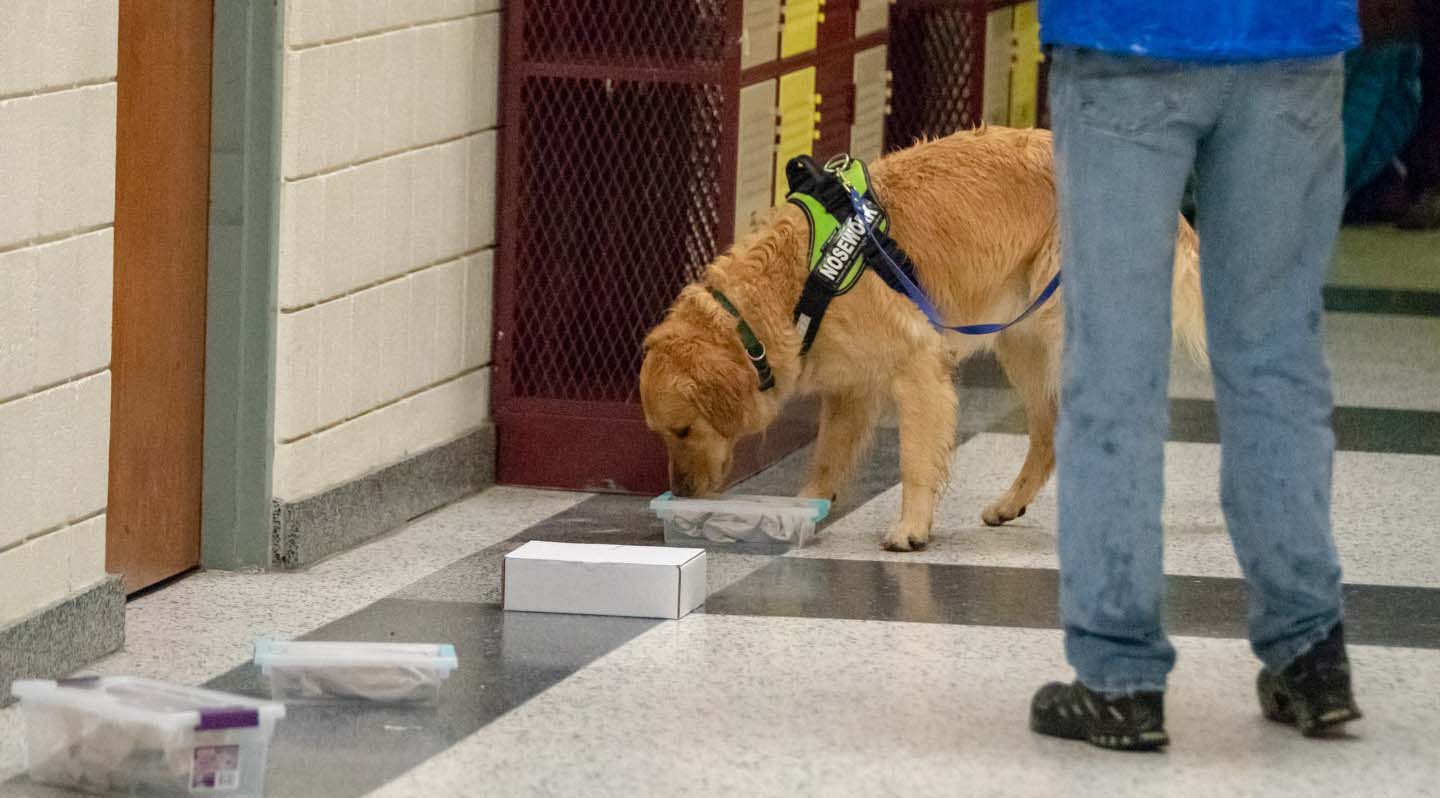 Star City Canine Training Club