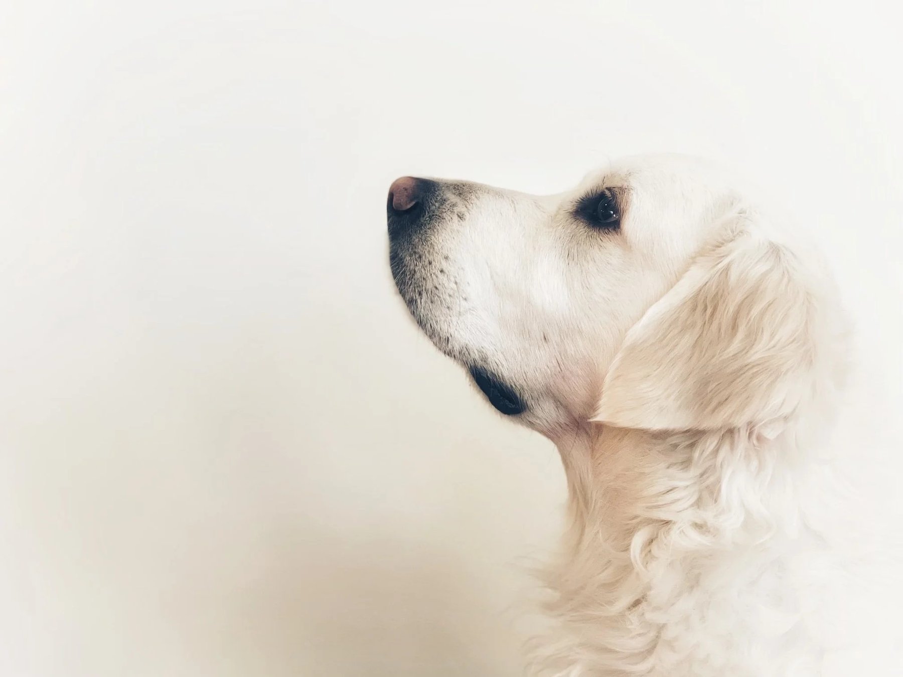 Spring Lake Dog Training — dog trainer in Muskegon, MI