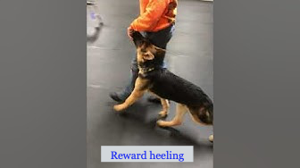 Pap-Paws Dog Training Center