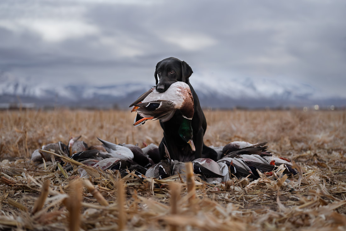 Utah Bird Dog Training