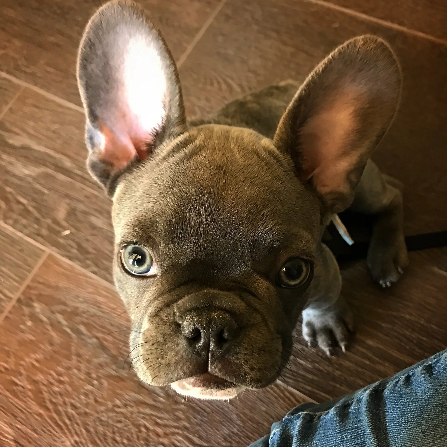 Prana Dog Training & Behavior Modification — dog trainer in Tucson, AZ