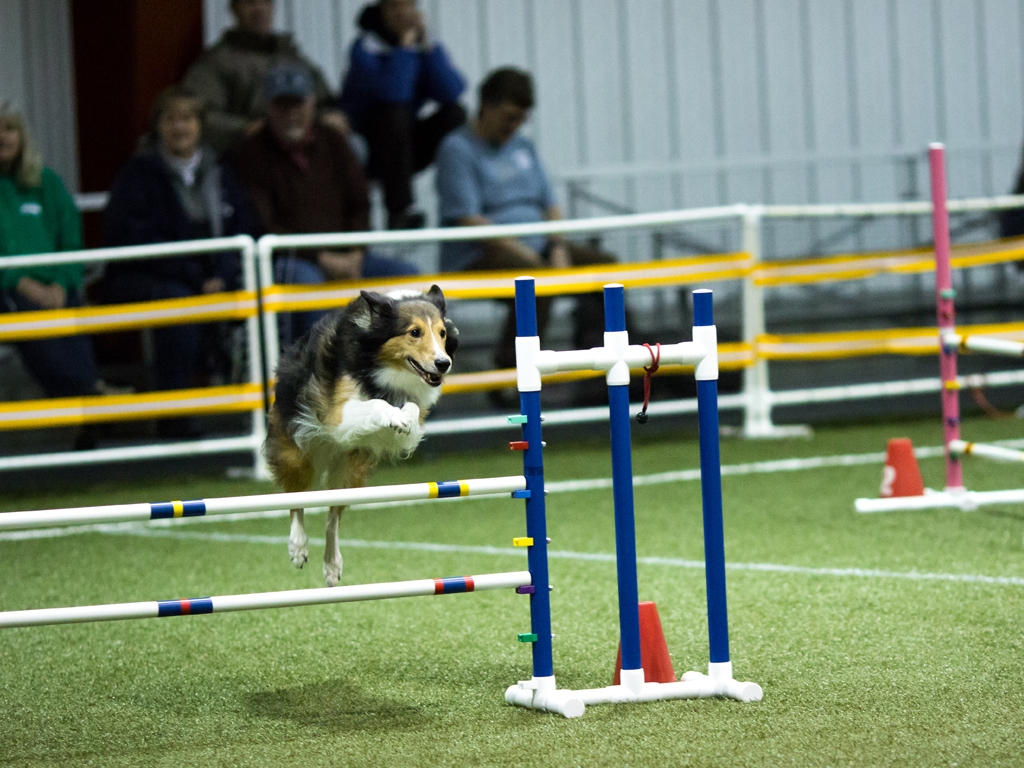 Five Points Training