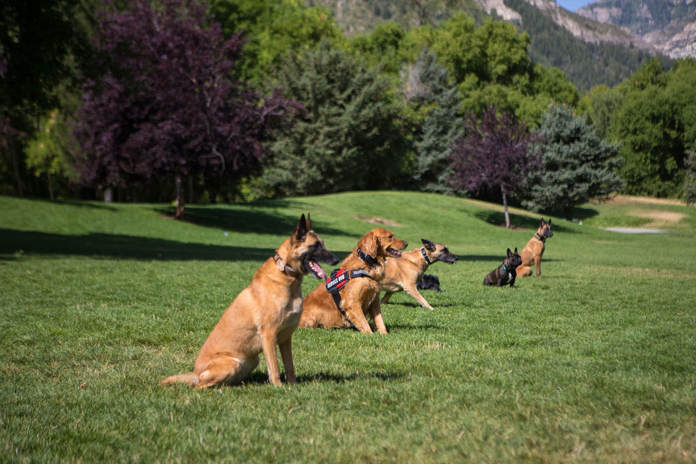 Dog Training Elite Little Rock