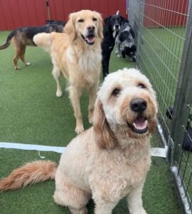 Dog Daze Playcare