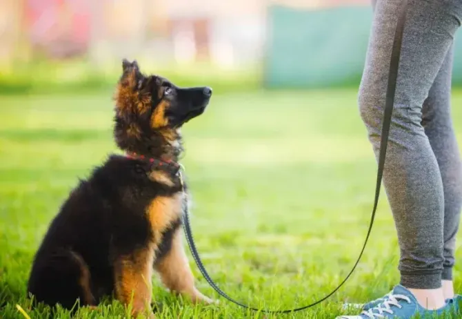 K9 Services Unlimited