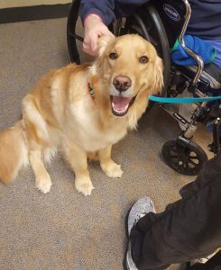 Ideal DOG LLC Training Facility