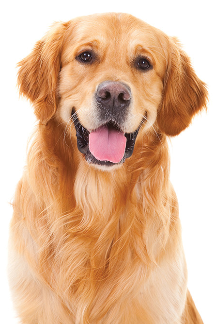 Sit Means Sit Dog Training of Kansas City