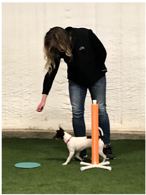 The Agile Canine