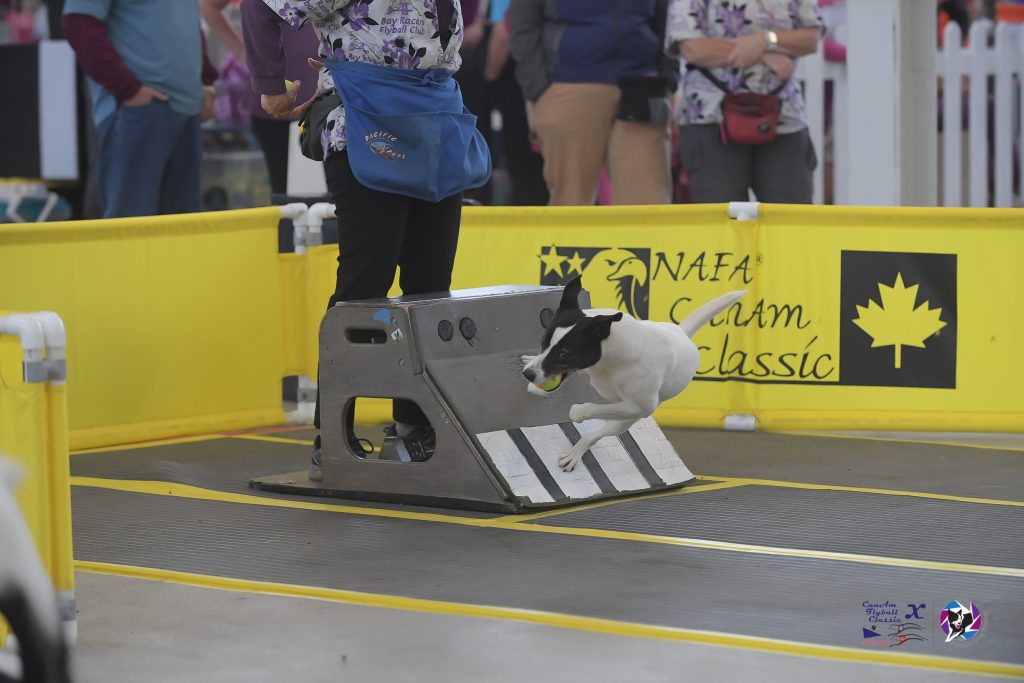 Revolution Dog Sports