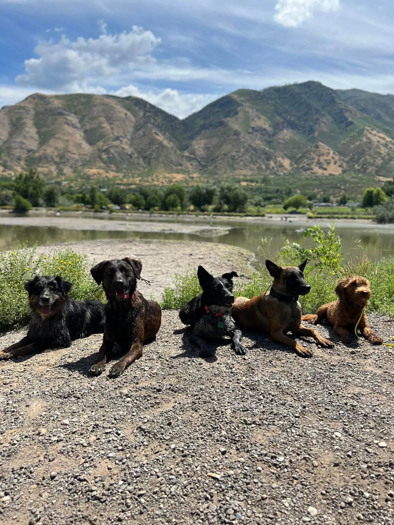 The Complete K9 Utah