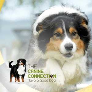 The Canine Connection