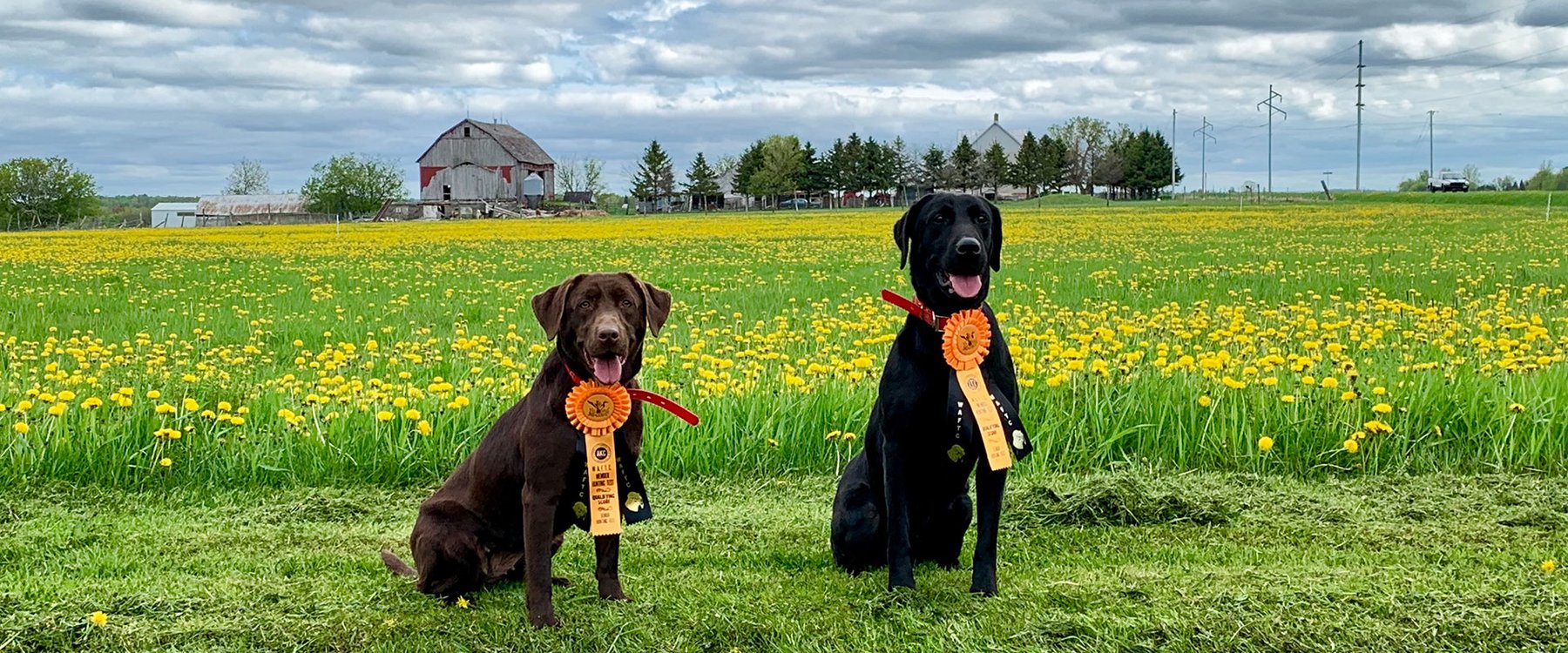Palmetto Creek Kennels & Gundogs