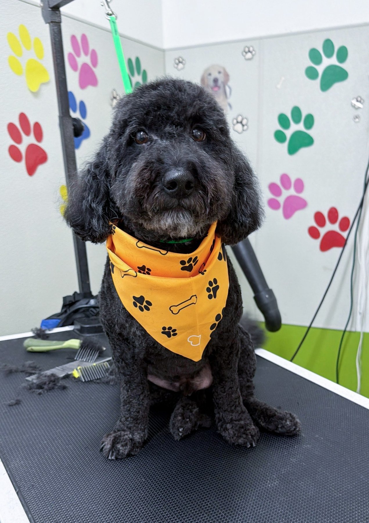 Funny Pets NYC — dog trainer in Manhattan, NY