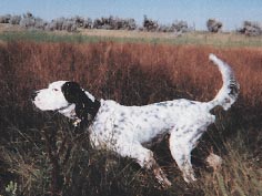 Miller’s Kennels