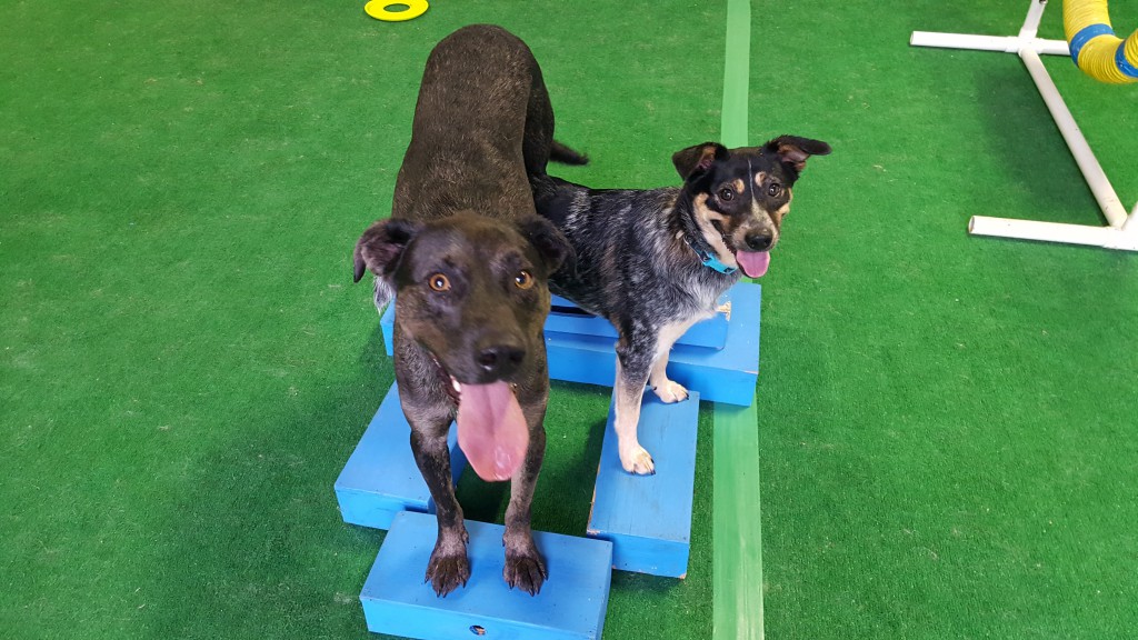 Peggy Moran’s School for Dogs, LLC