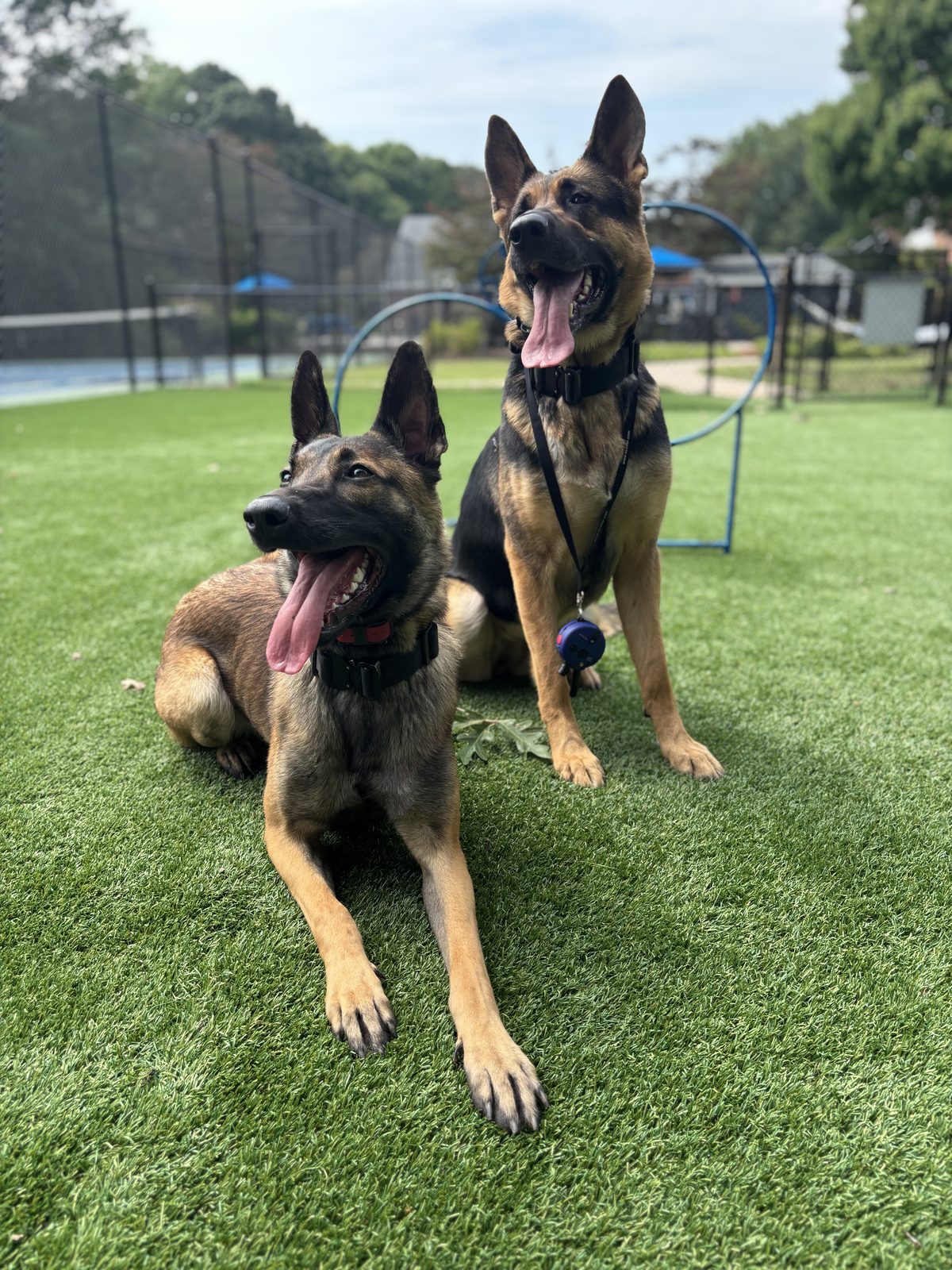 Hobbs K9 Works