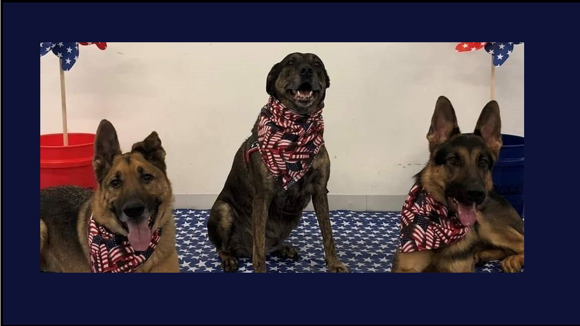 Calm the Chaos K9