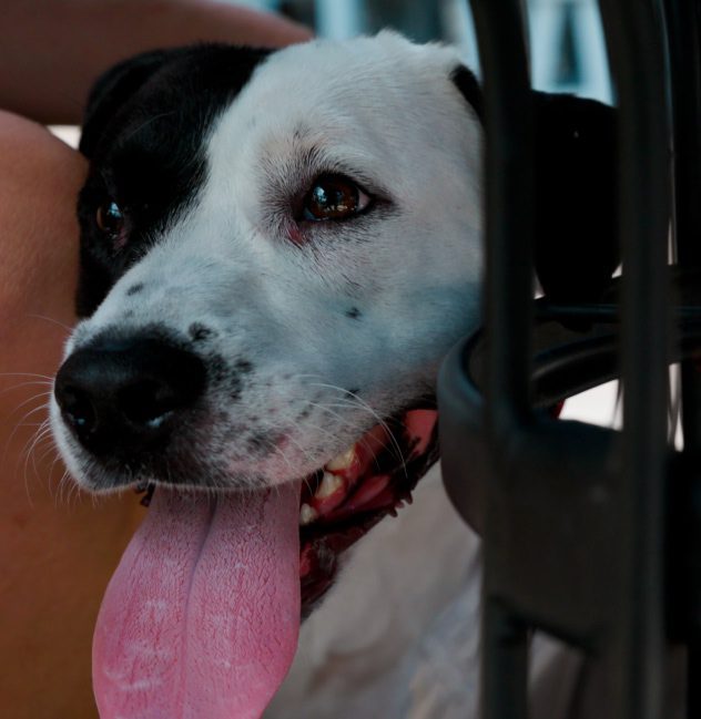 Activate Canine Dog Training