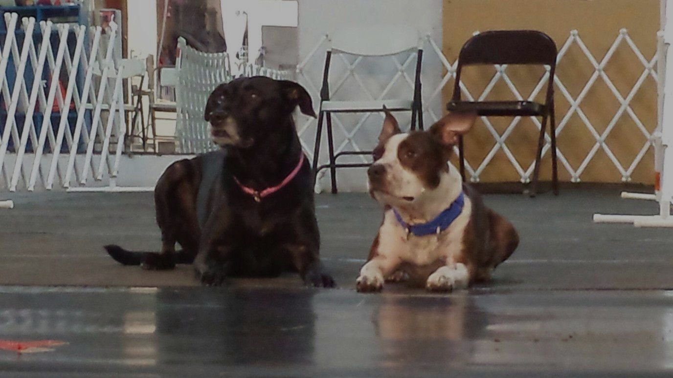 Einstein’s Canine College