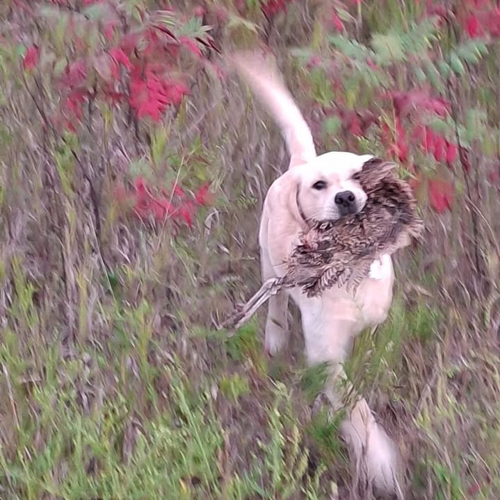 Gray’s Dog Training and Boarding