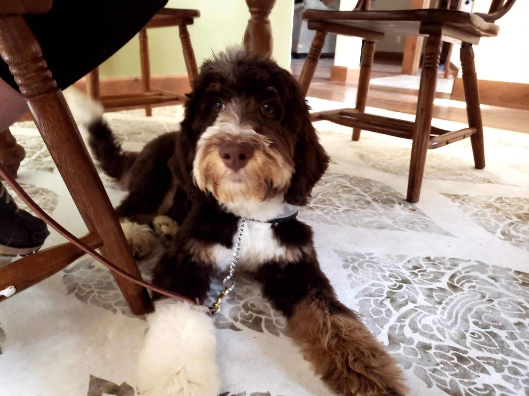 Pawsitive Beginnings LLC