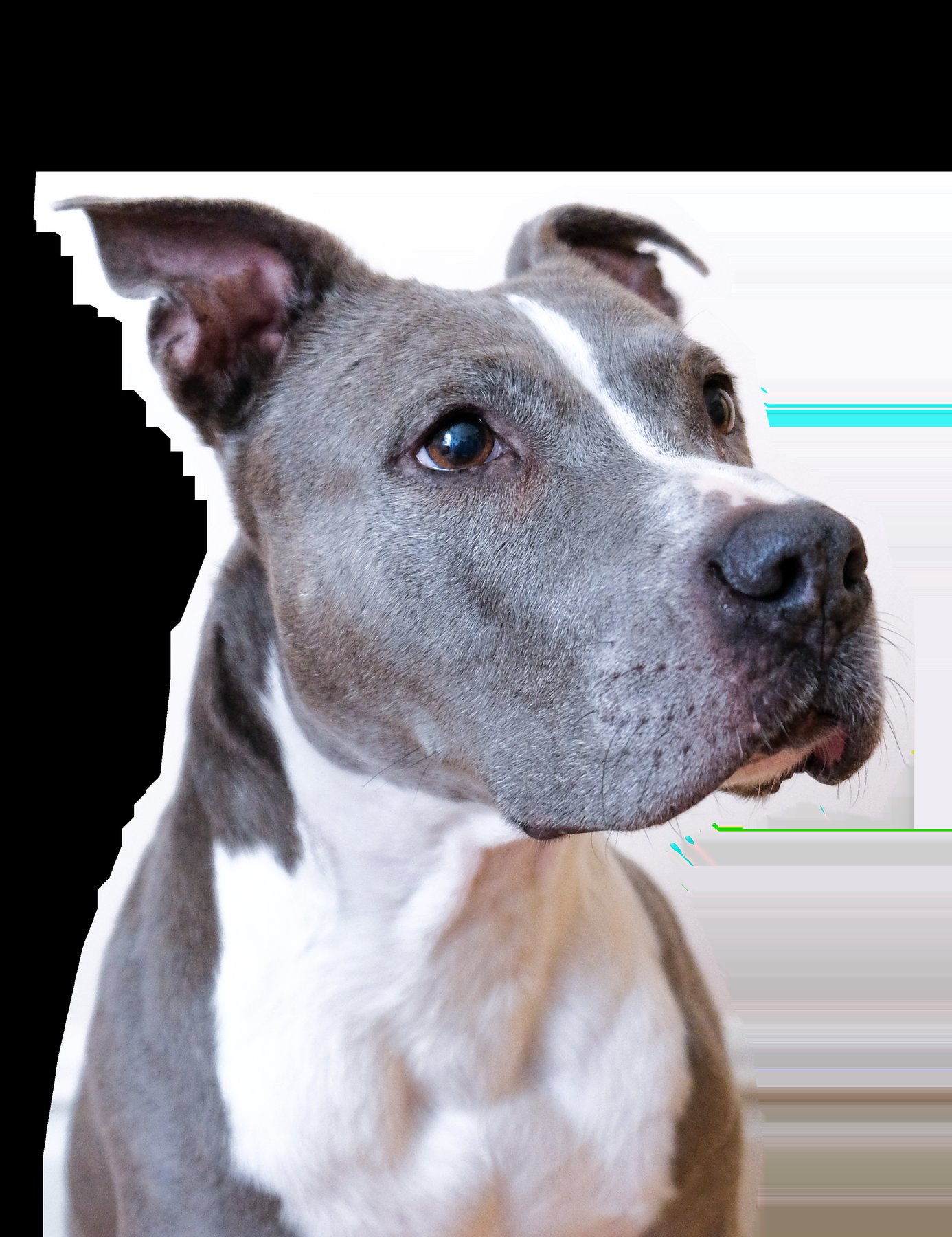 Your Dog’s Guru, Inc