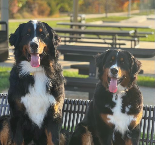 Washburn K9