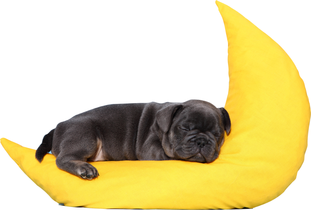All Dogs Dream