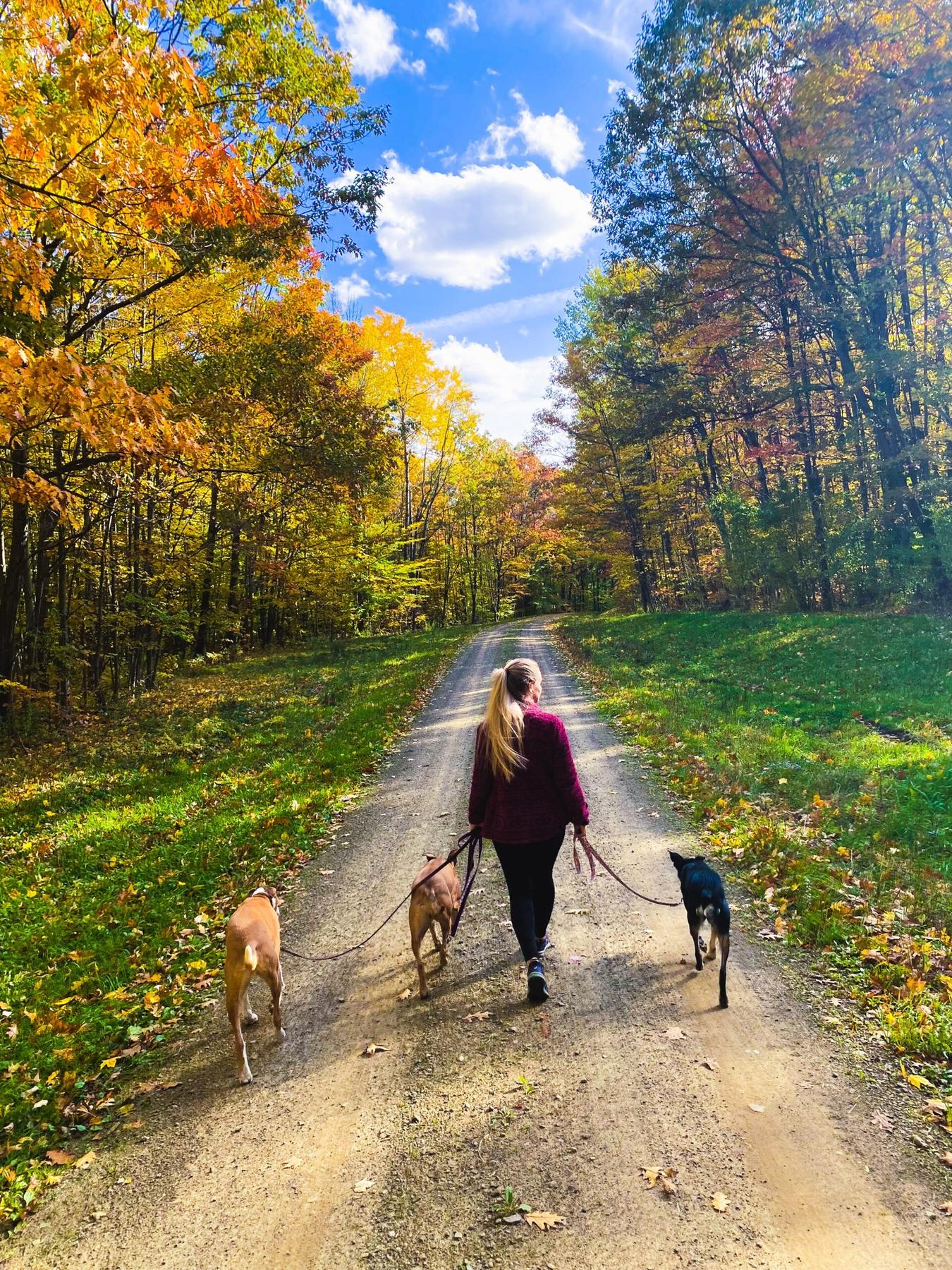 Liggett Dog Training, LLC