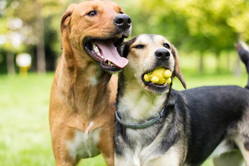 Tin Woof Inn Canine Academy St Charles St Louis