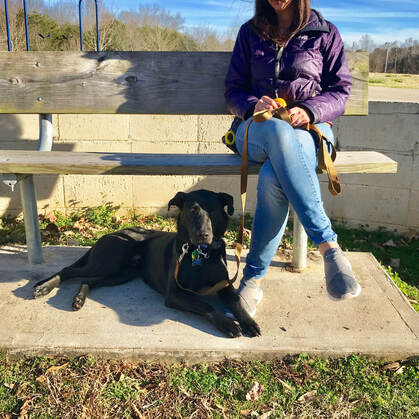 Train The Dog, LLC