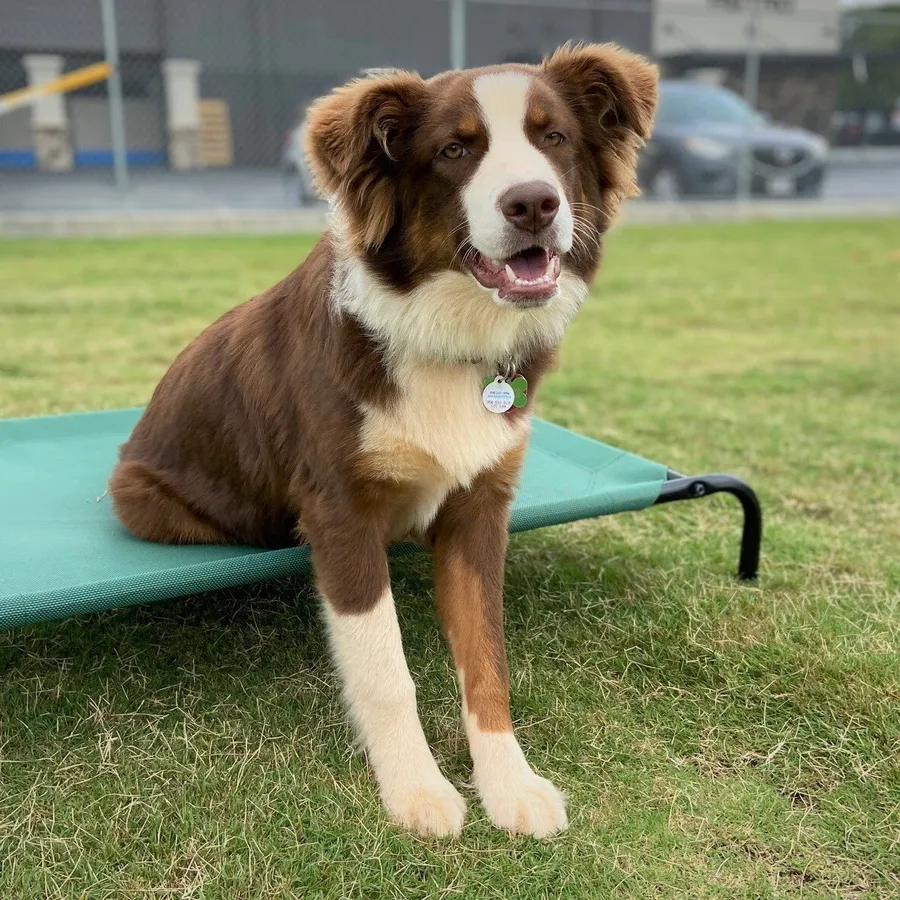 Astro Kennels