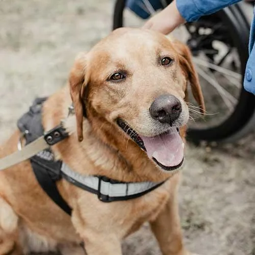 Best Friend’s Dog Training