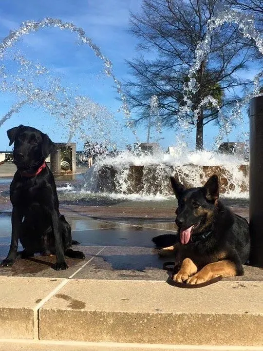 Havoc K9 Training Center