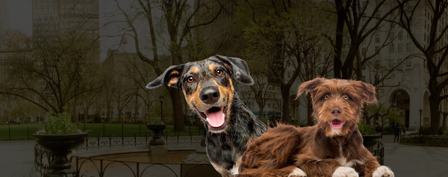 Spot Dog Daycare — dog trainer in Manhattan, NY
