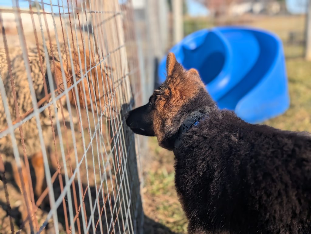 My BodyGuard German Shepherds