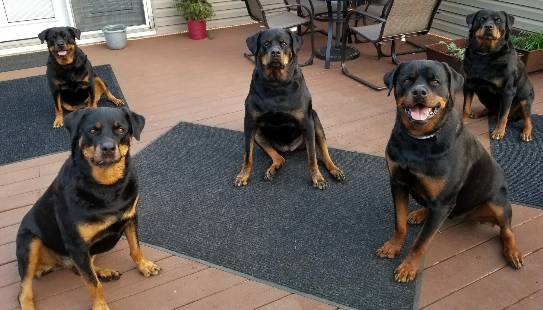 Puppy Parenting In-Home Dog Training And Pet Sitting
