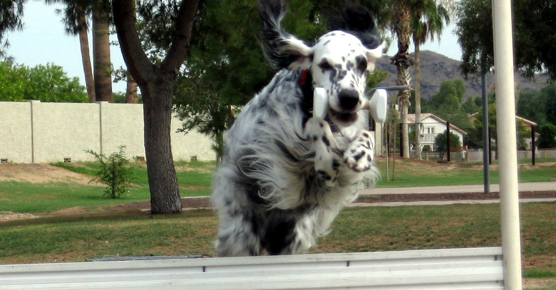 Desert Dog Obedience