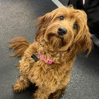 Real World Canine