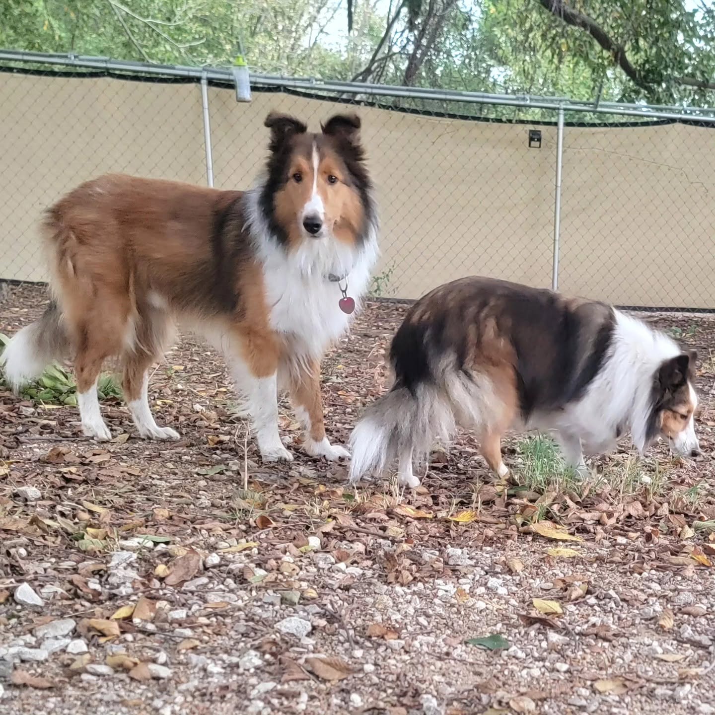 Downtown Dog in the Country